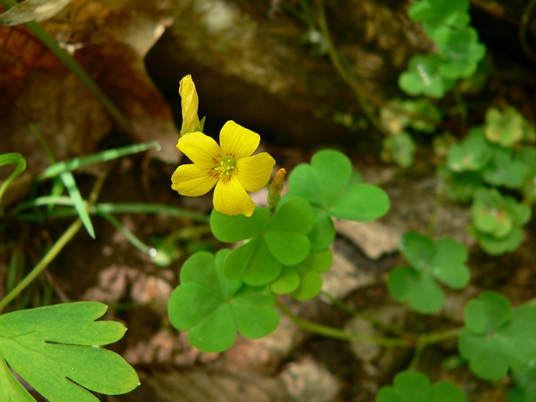 {Oxalis macrantha}